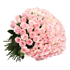 Gentle Light Pink