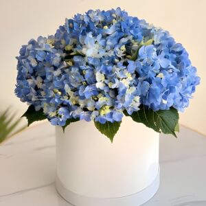 Blue Hydrangea Bliss